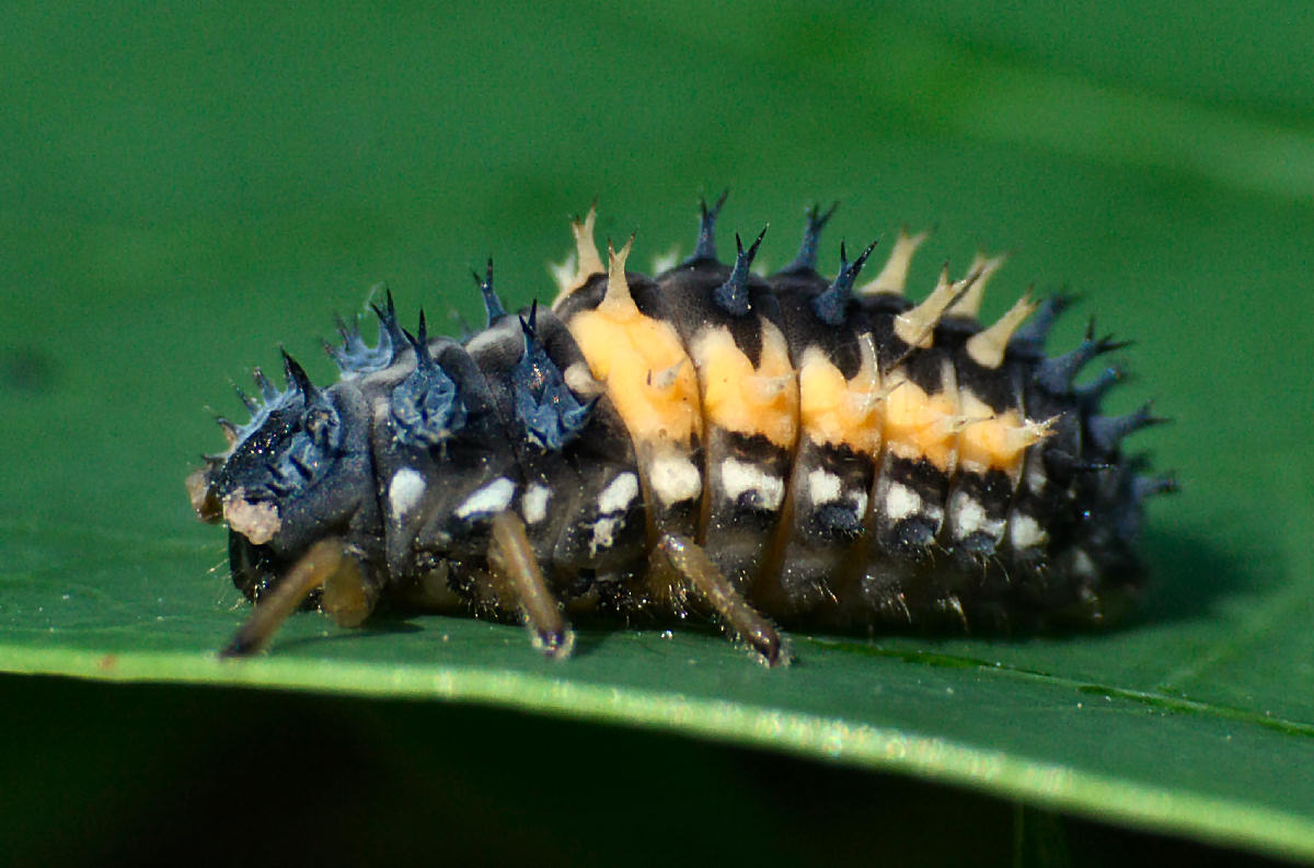 una carrellata di Harmonia axyridis nelle fasi di sviluppo
